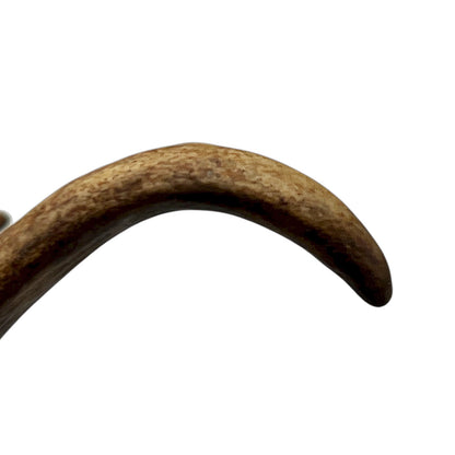 Close-up of a deer antler on a white background