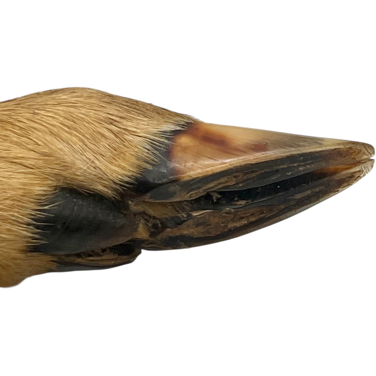 Close up of  French vintage deer hooves on a 2 wooden mounts, ideal for coat hooks - on a white background