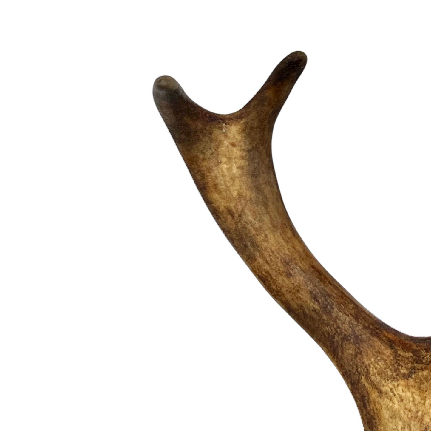 Close-up of a deer antler on a white background