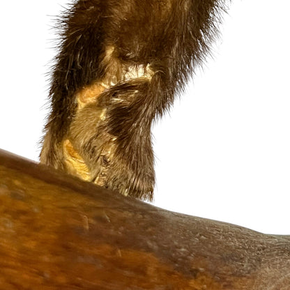 Close-up of a taxidermy leg  on a branch with a white background