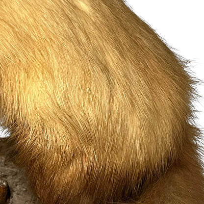 Close-up of a taxidermy small animal on a white background 