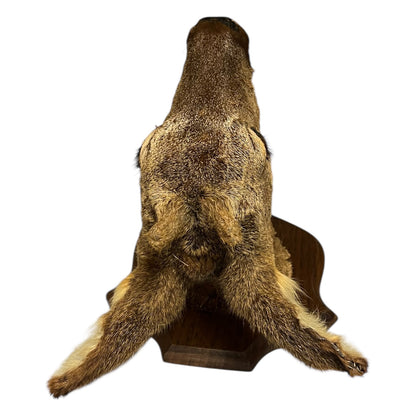 Close up of deer taxidermy head