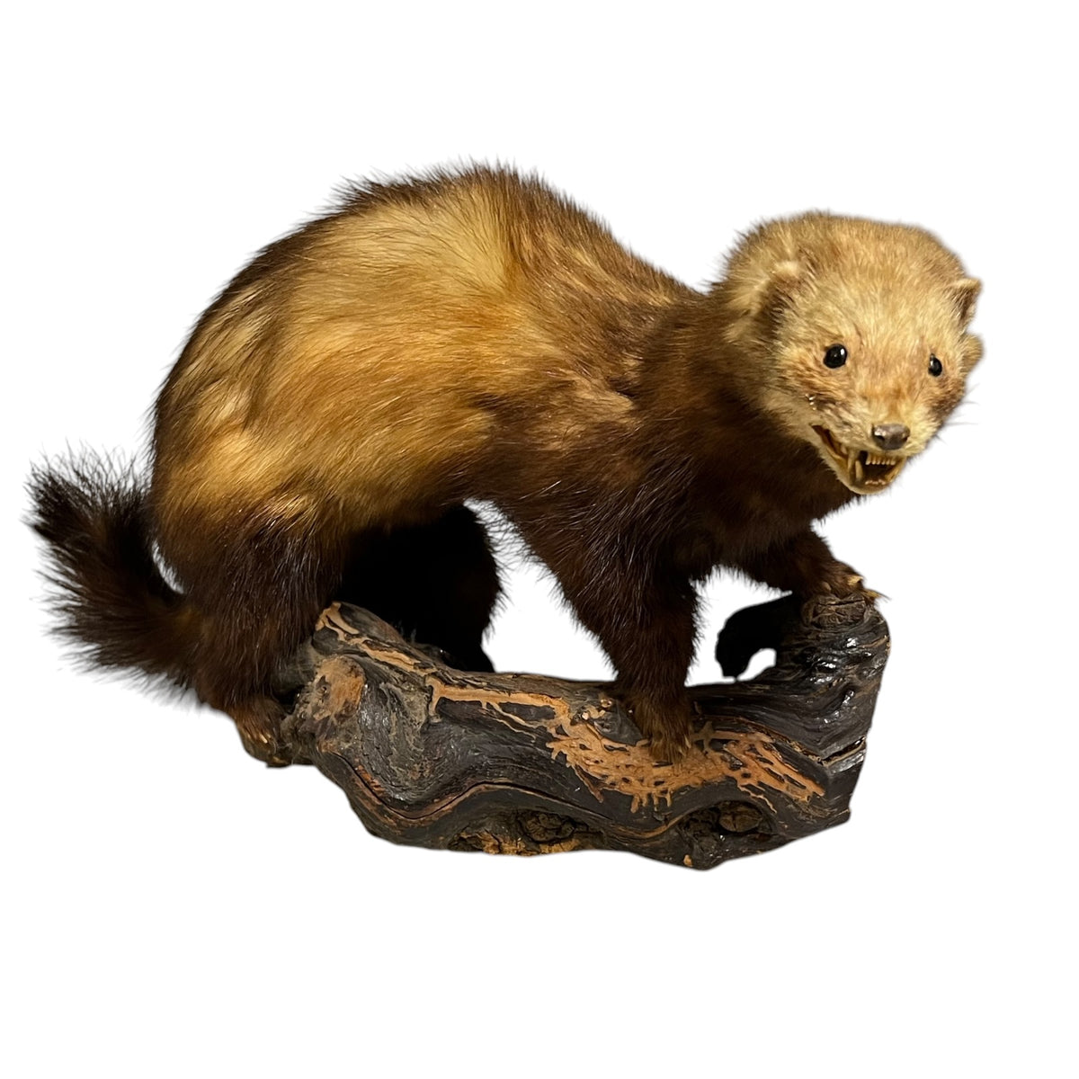 Taxidermy polecat on a white background 