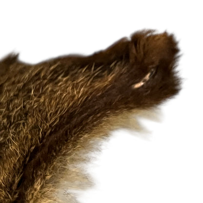 Close up of deer taxidermy head