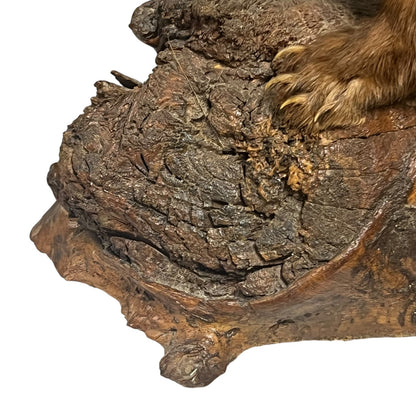 Close-up of a taxidermy small animal on a white background 