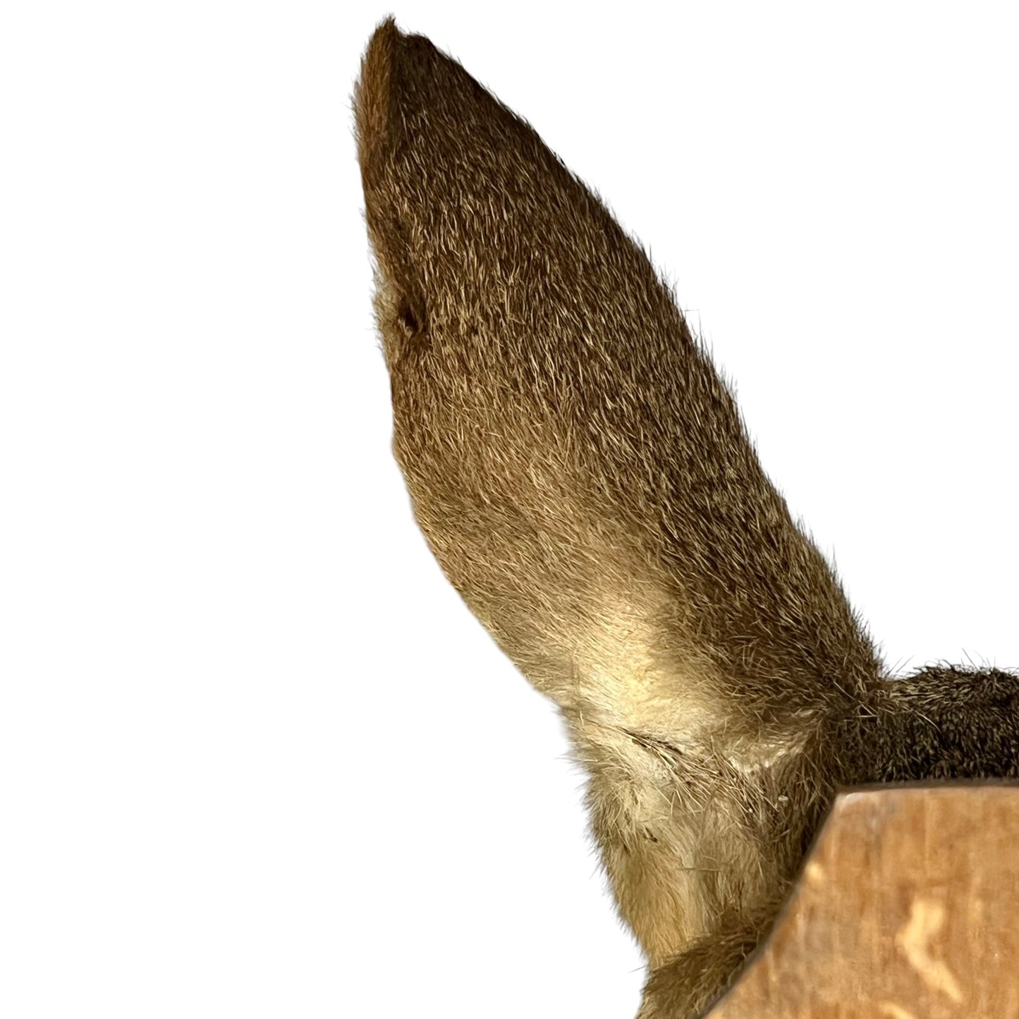 Close-up of a taxidermy animal ear, a deer, showing the dense brown fur and pale underbelly against a white background.