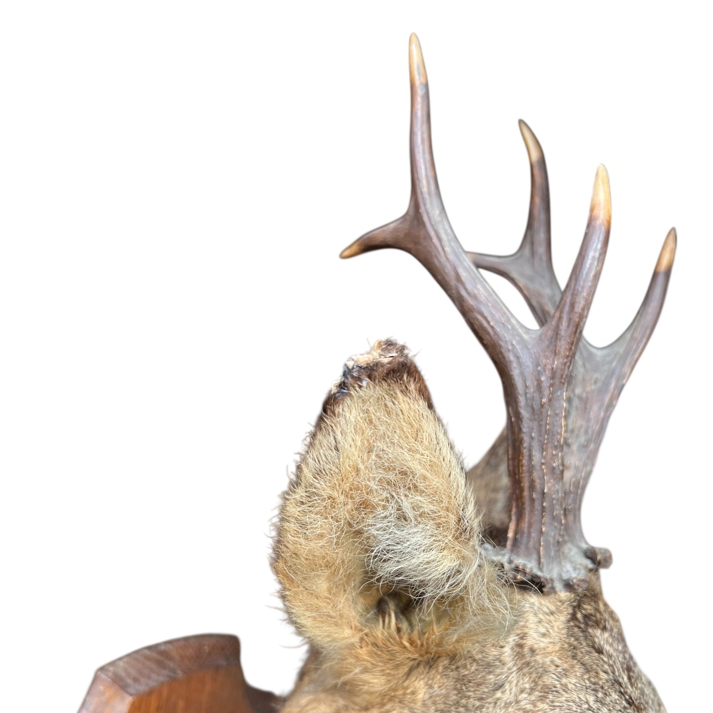 Taxidermy deer antler and ear on a white background