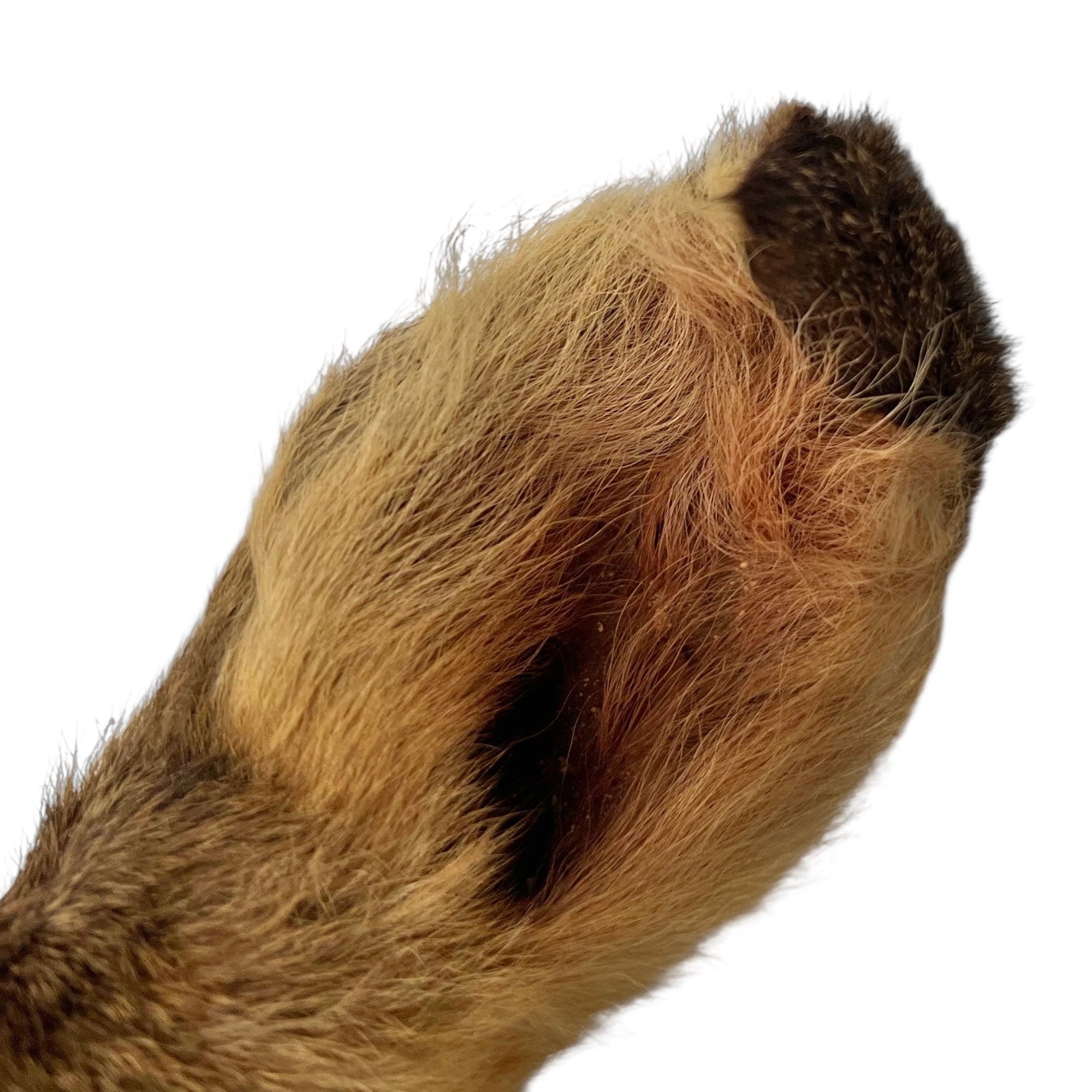 Close-up of a deer ear on a white background