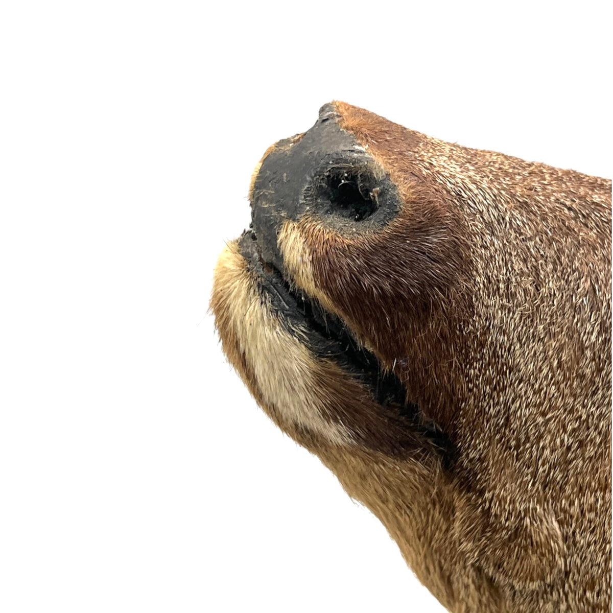 French Taxidermy Deer Head – Vintage Mounted Deer Specimen with Antlers