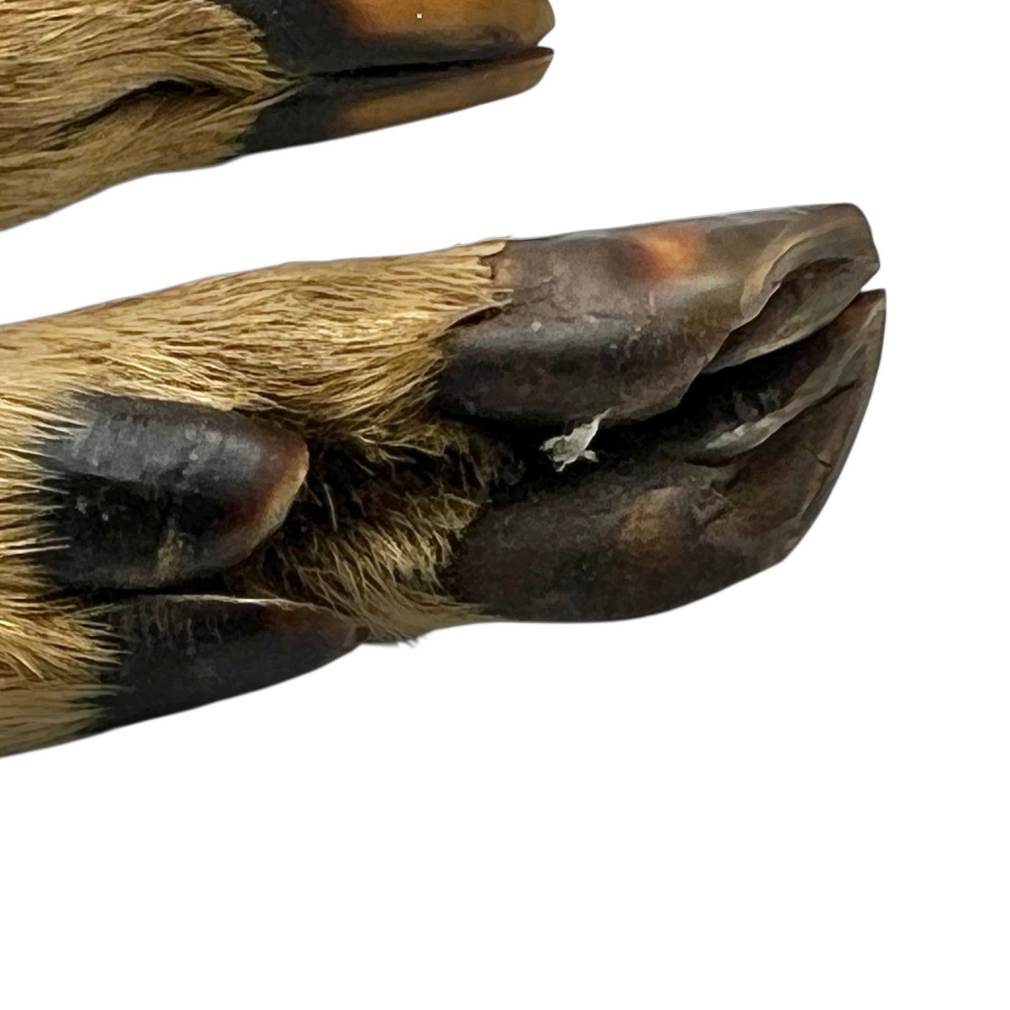 Close up of deer hoof taxidermy  cutlery on a white background