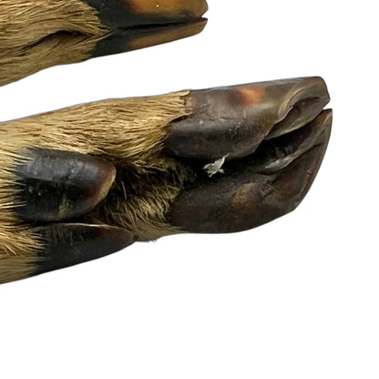 Close up of deer hoof taxidermy  cutlery on a white background