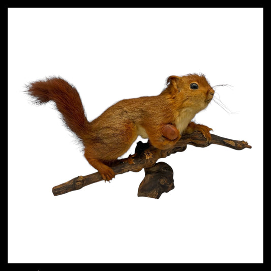 French Vintage Taxidermy Red Squirrel, Stuffed Animal - in need of TLC for sale from All Things French Store