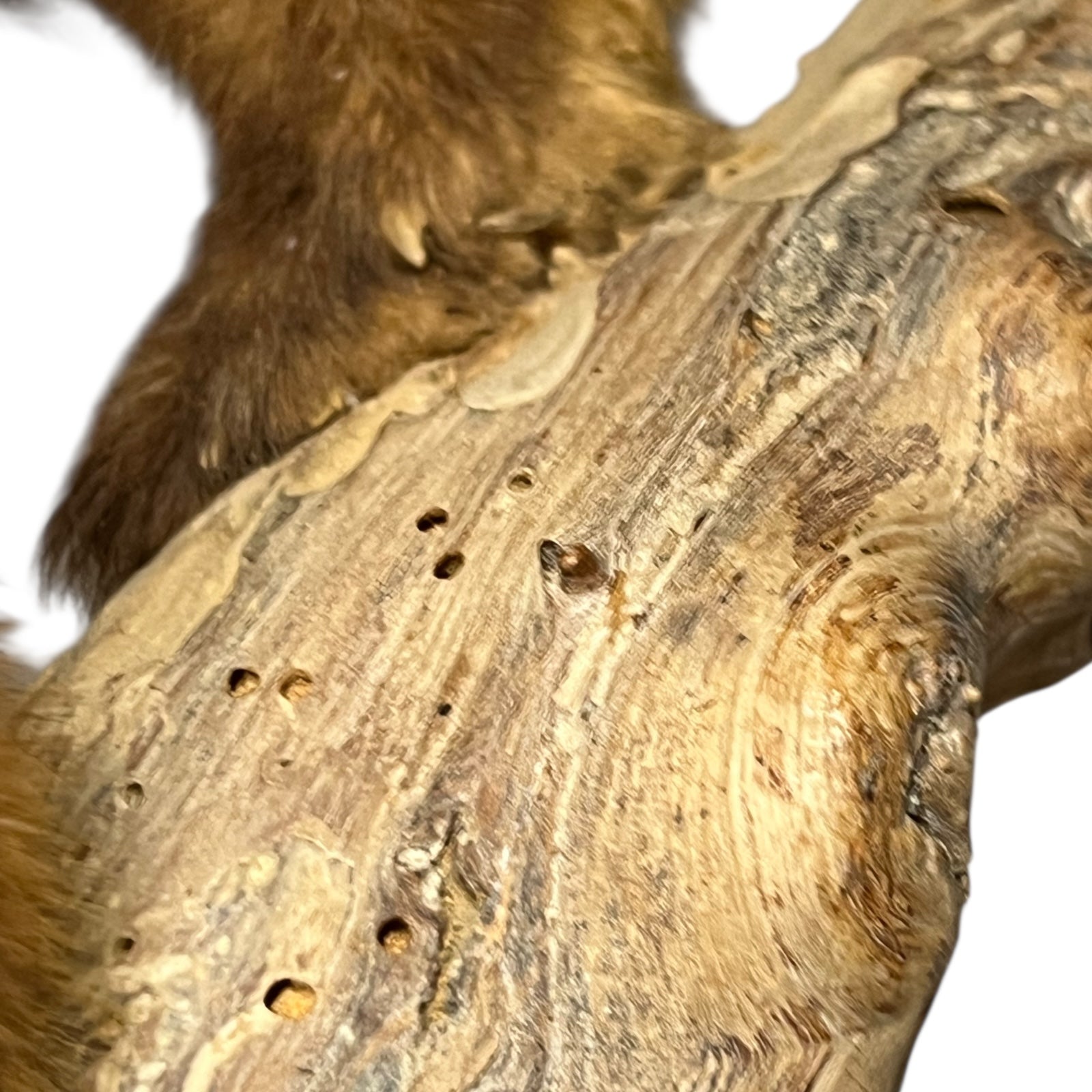 Close-up of a taxidermy small animal with a white background