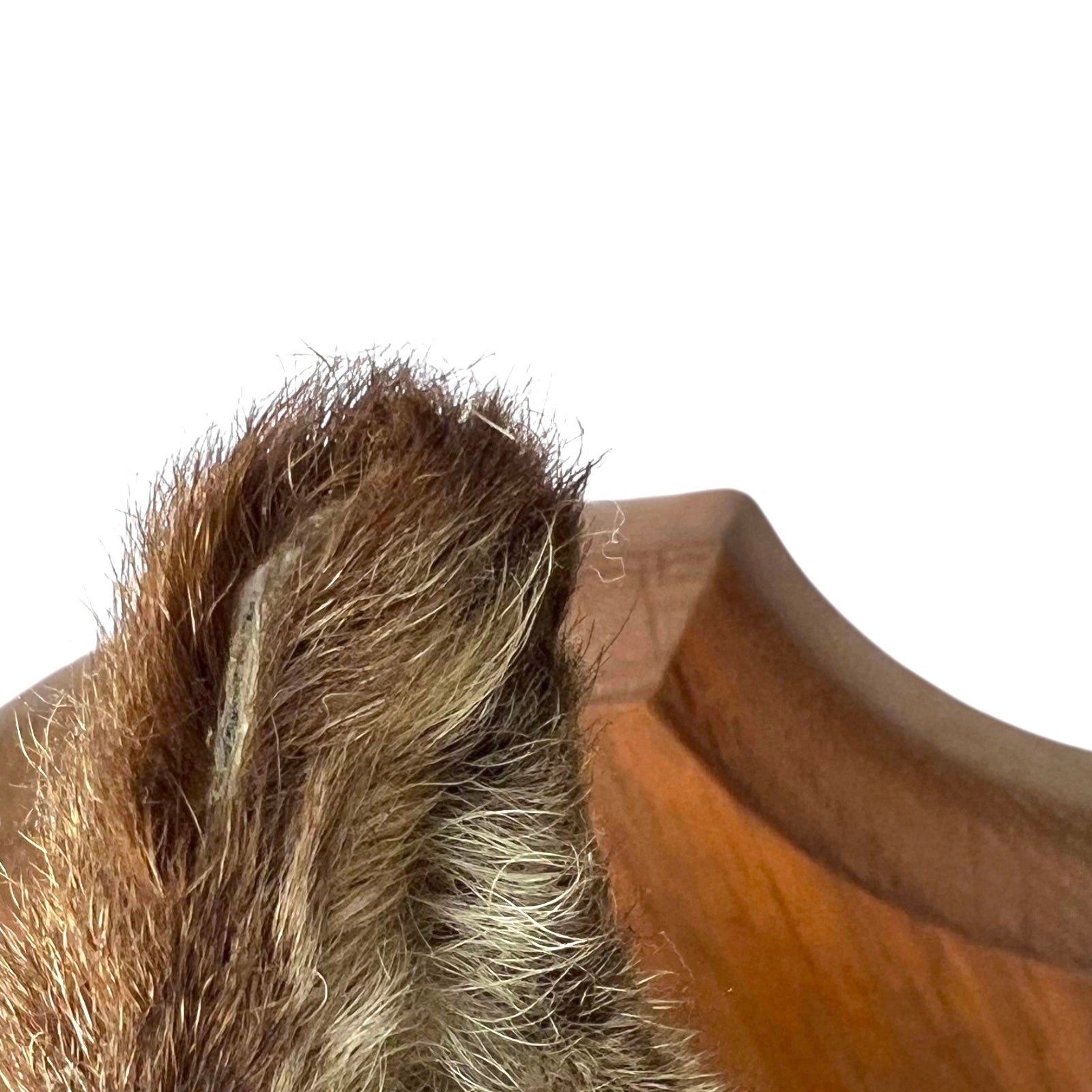 close up of taxidermy deer ear