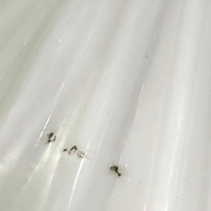 Close up of French glass lampshade on a white background