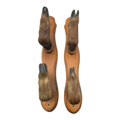 set of 4 boar hooves on a white background