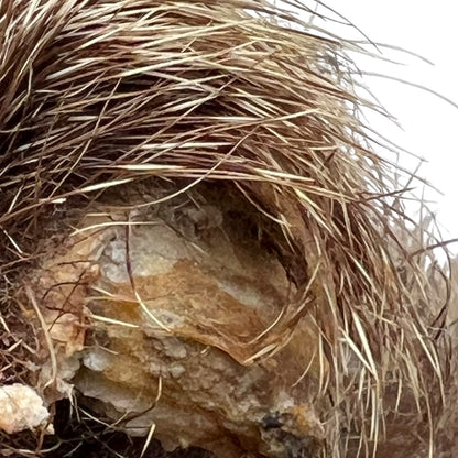 close up of taxidermy head
