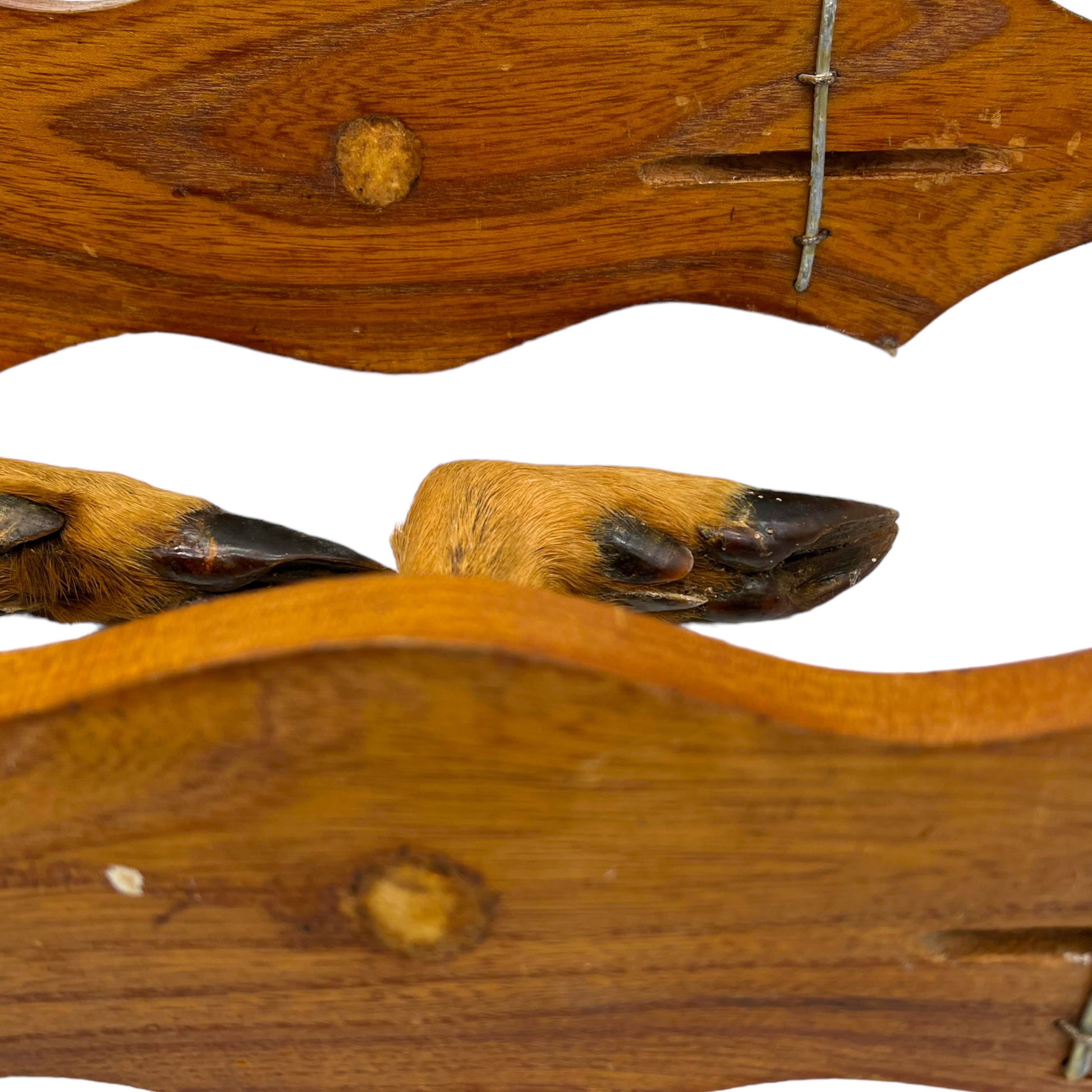 image 10 French taxidermy deer hooves on a wooden mount 