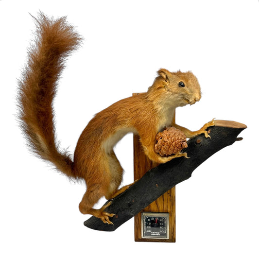 Taxidermy squirrel on a branch with a pine cone on a white background