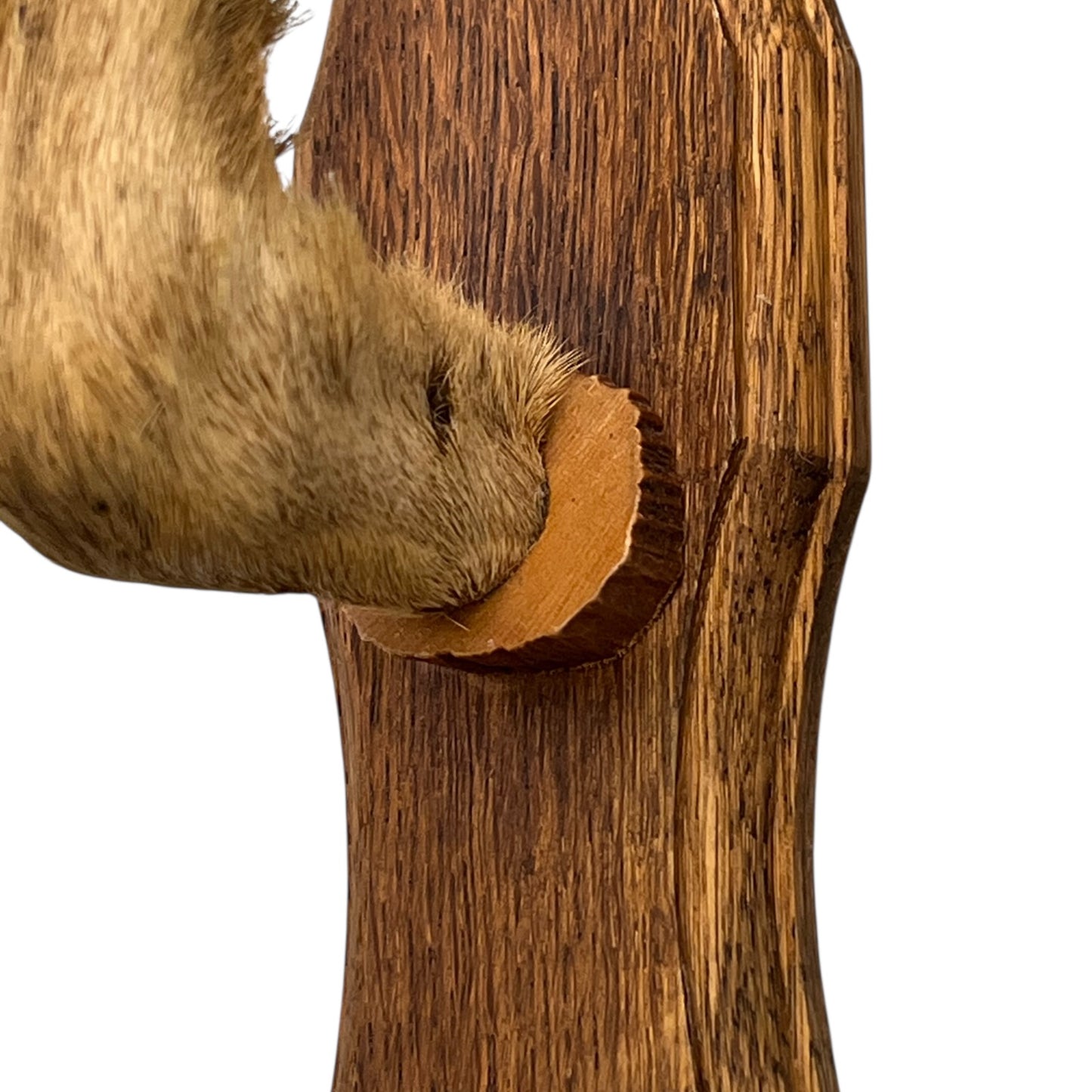 French Deer Hoof Vintage Taxidermy Coat Hooks – Hunting Gift