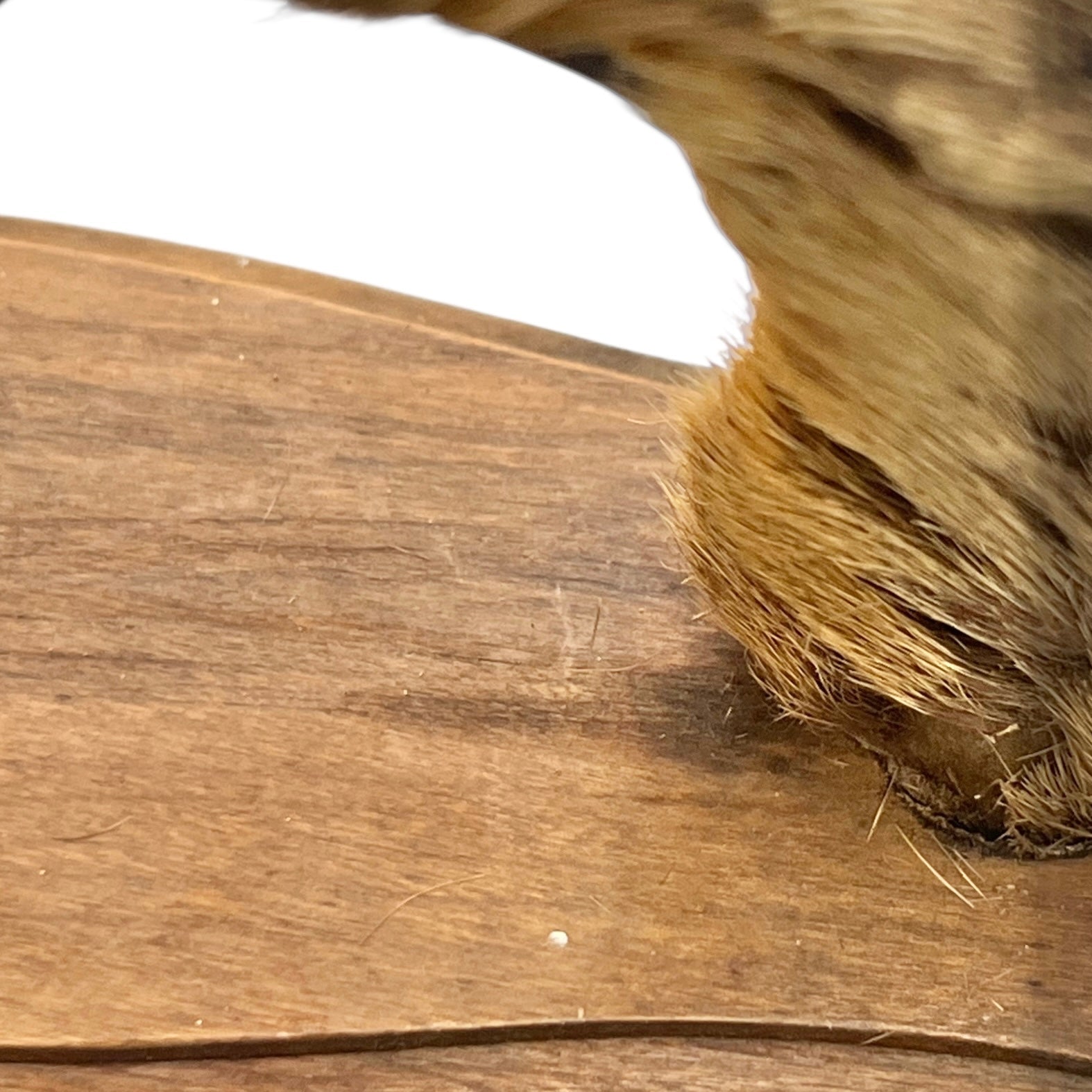 Close-up of a deer hoof on a wooden surface with a white background