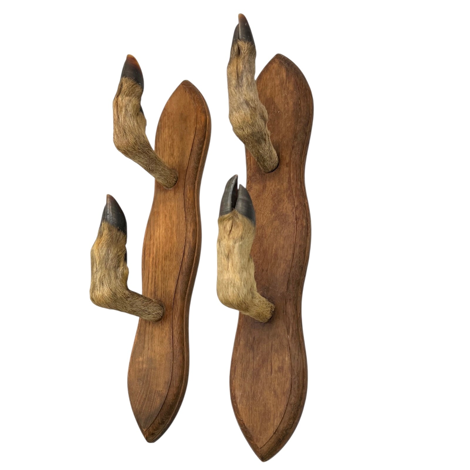 Wall hooks on a wooden mount made from 4 taxidermy deer hooves on a white background