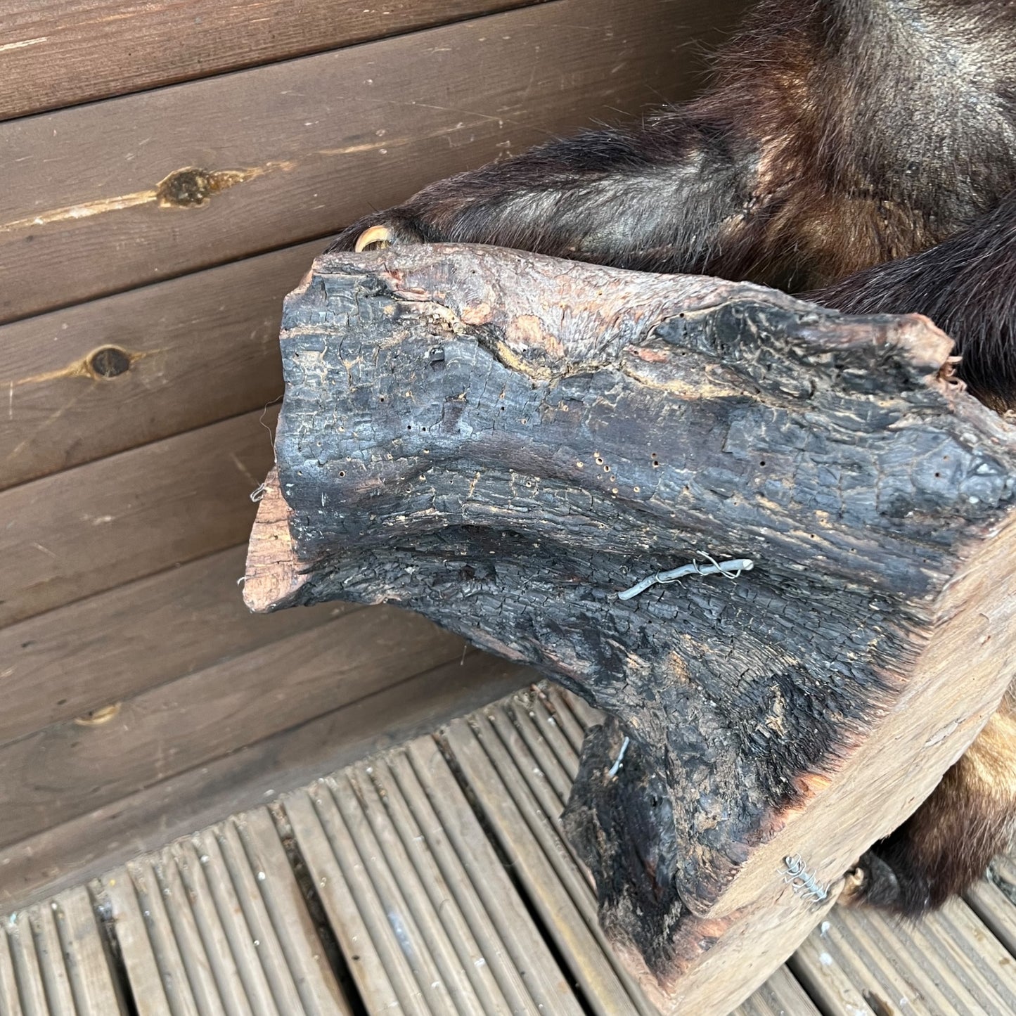 French Taxidermy Badger Adult Mounted on a Log Base in Standing Position