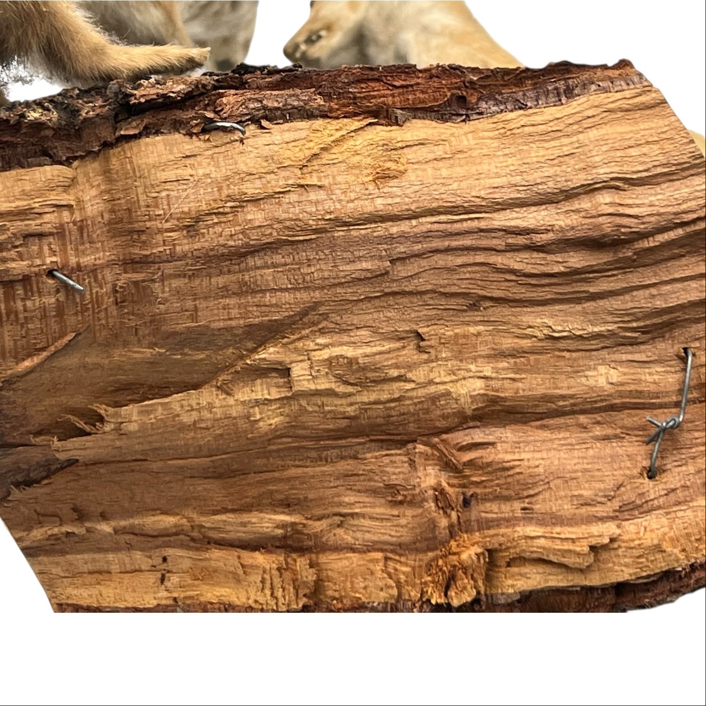 Close-up of a pair of brown weasels on a white background