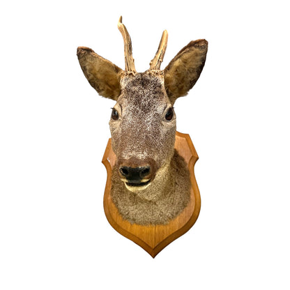 A taxidermy deer head mount on a wooden shield plaque, isolated on a white background.