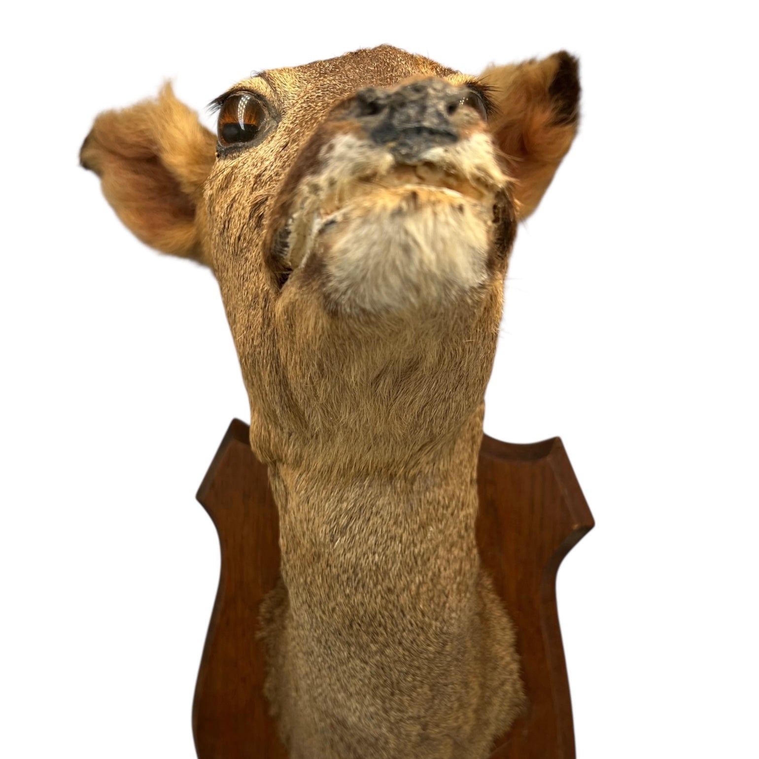 Taxidermy deer head mounted on a wooden plaque against a white background