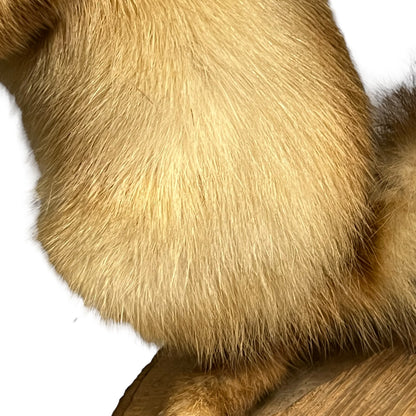 Close-up of a pine marten on a white background