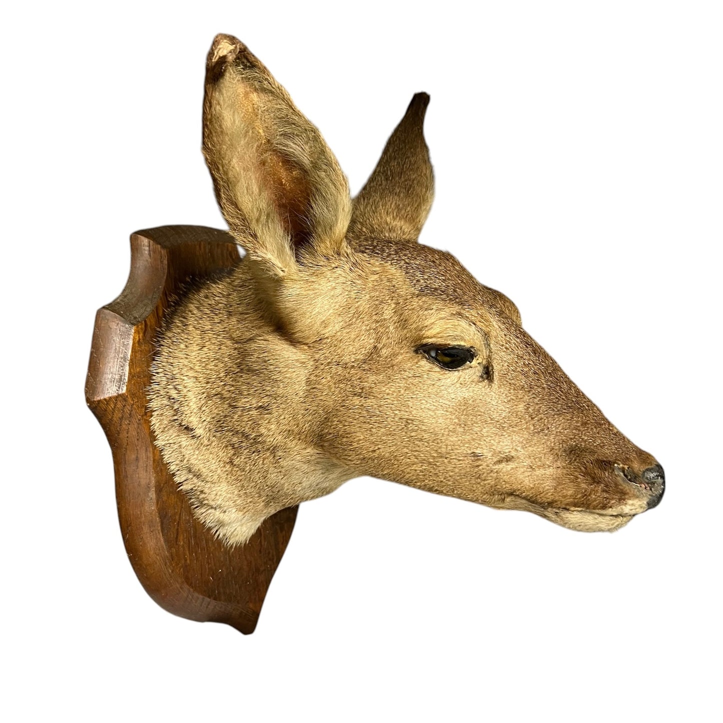 A taxidermy deer head mount on a wooden plaque, shown in profile against a plain white background.