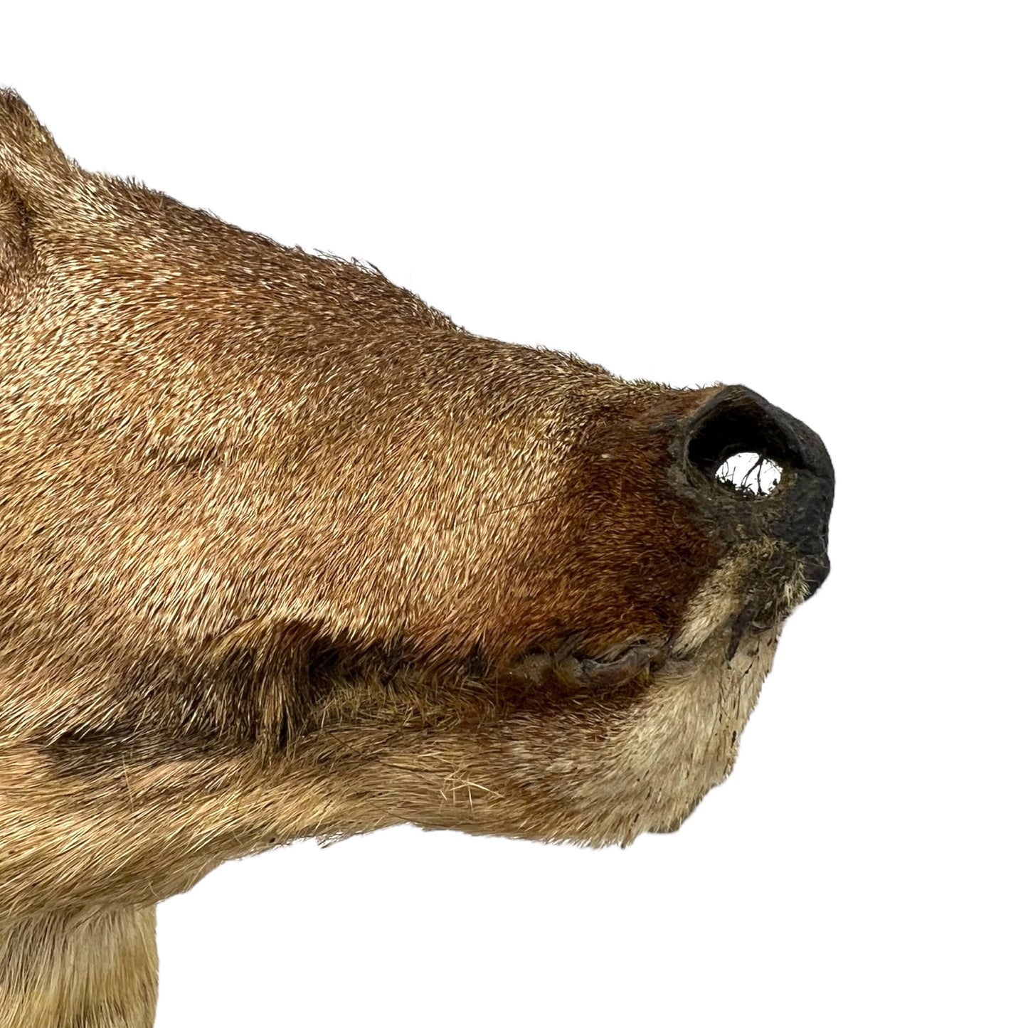 image French vintage taxidermy deer head 