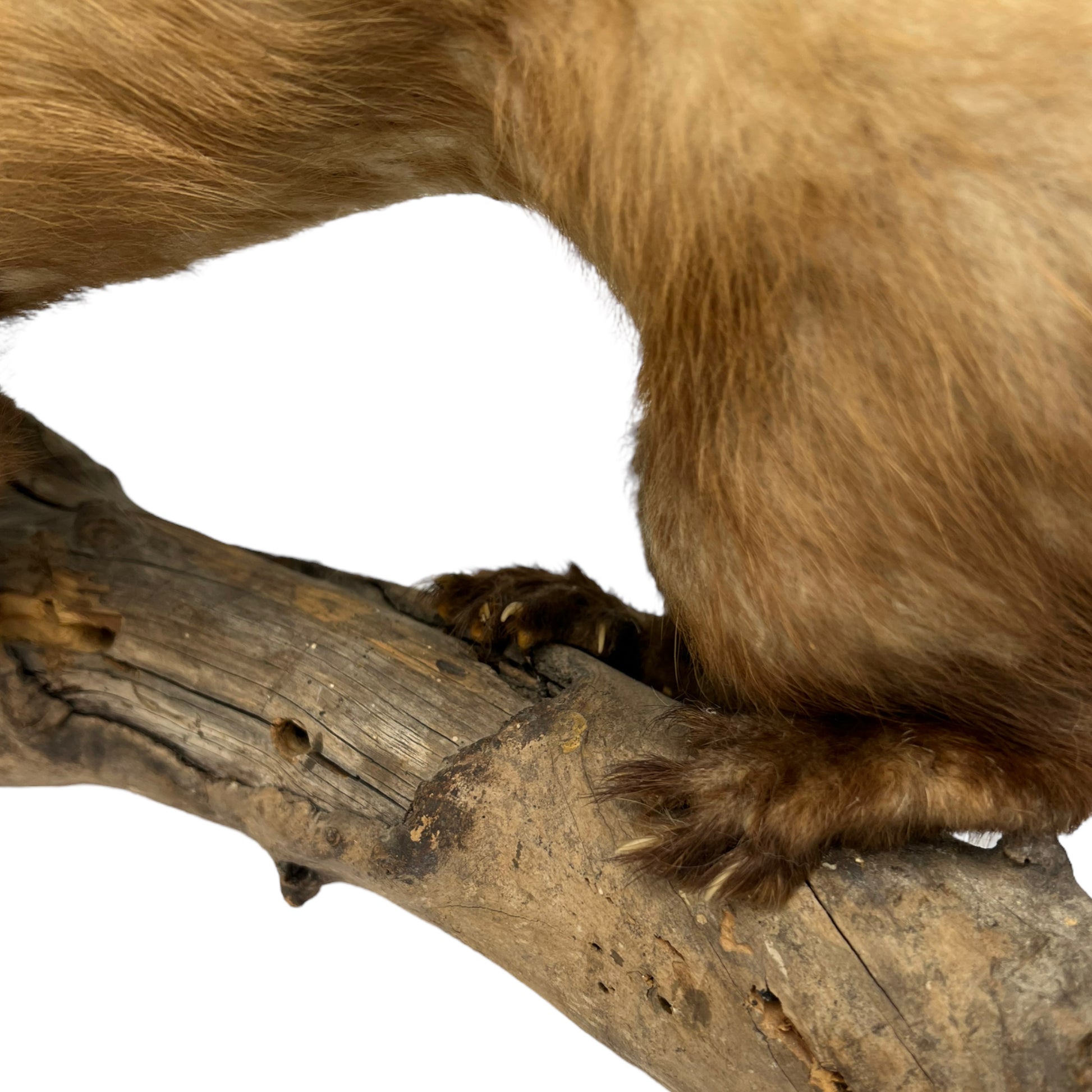 French taxidermy pine marten with a wooden branch mount 