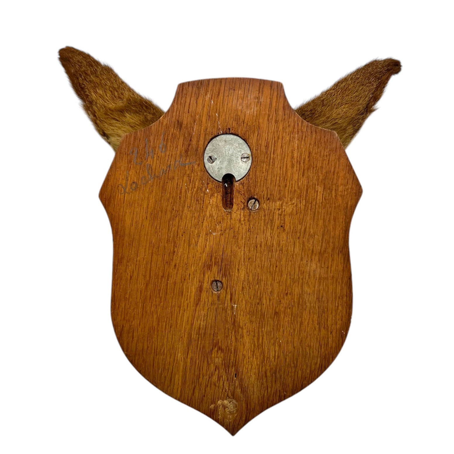 Taxidermy Roe Deer Head Mounted On a Wooden Shield, Good Condition 