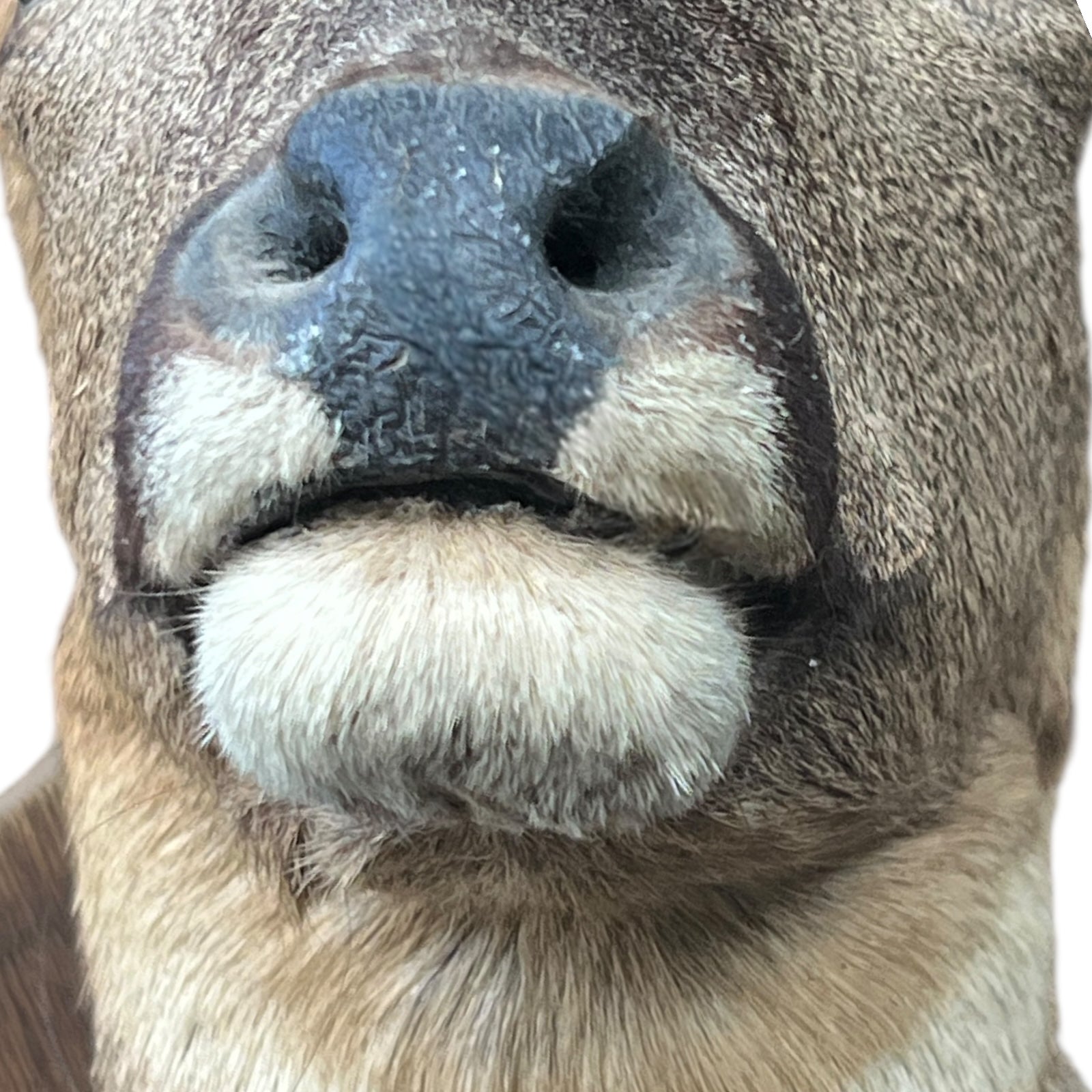 Close-up of a taxidermy deer head on a white background