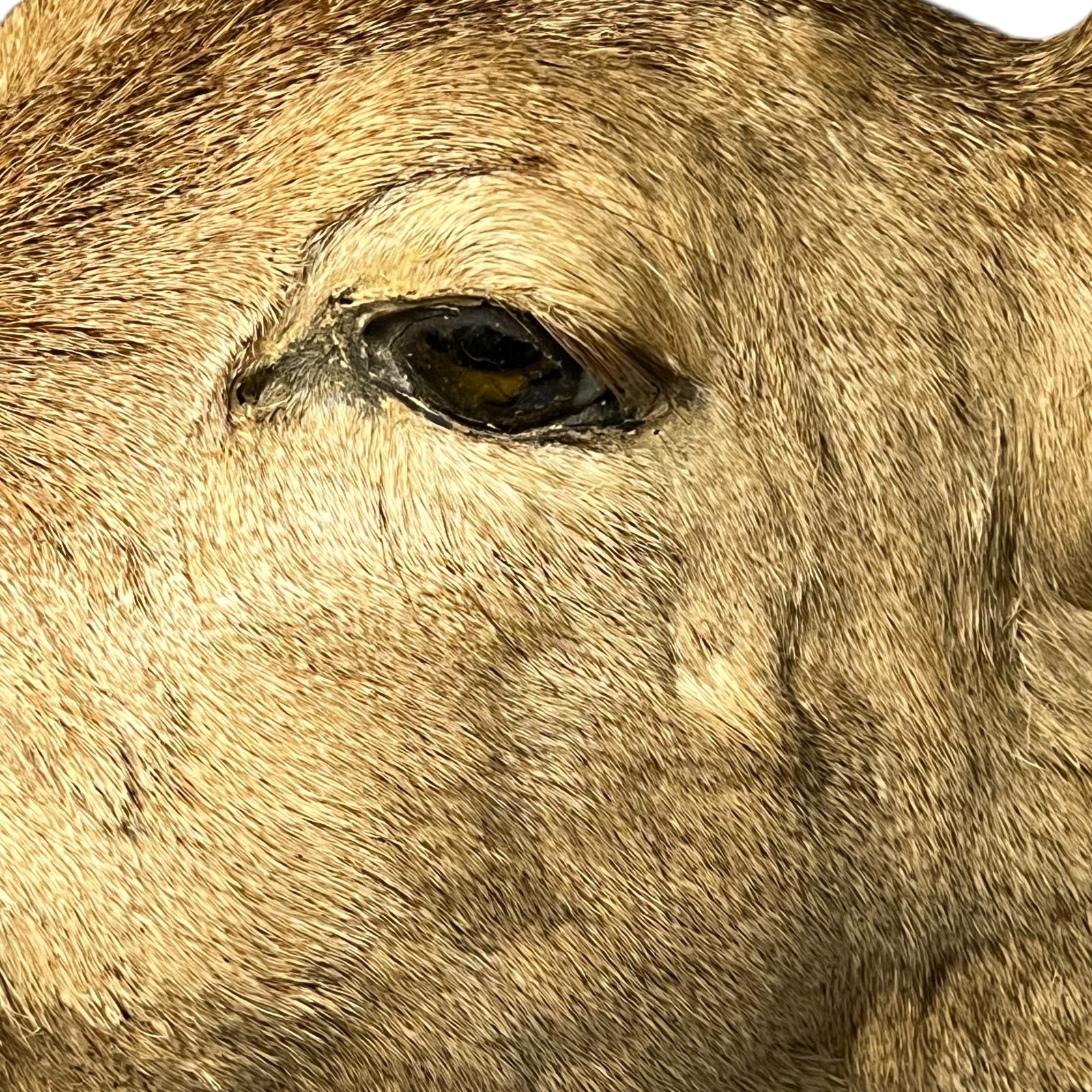 Extreme close-up of a tan and brown animal face, showing detailed fur texture and one dark eye.