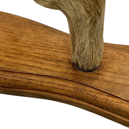 Close up of taxidermy deer hooves on a wooden mount on a white background