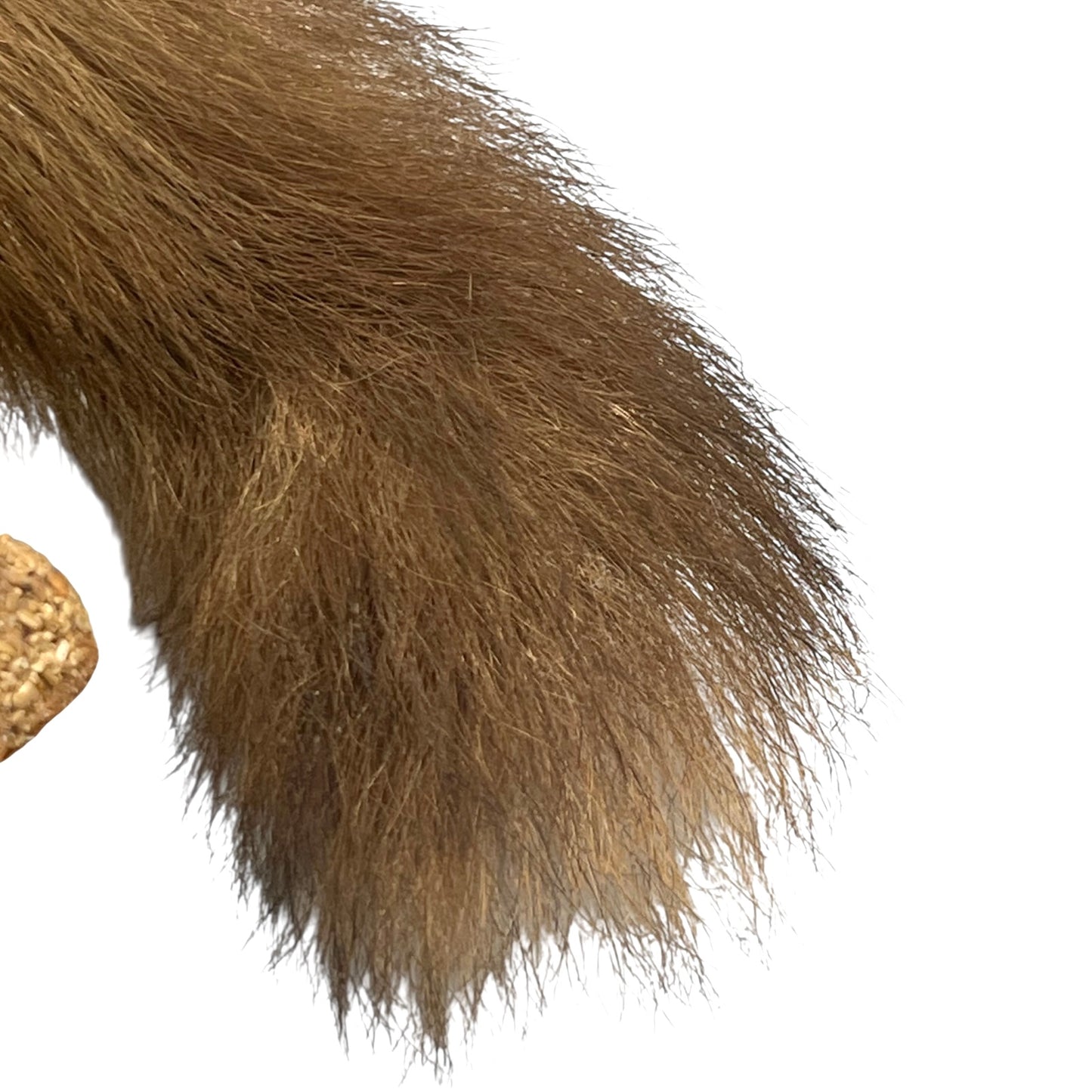 Close up of taxidermy animal on a white background