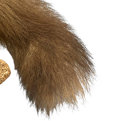 Close up of taxidermy animal on a white background