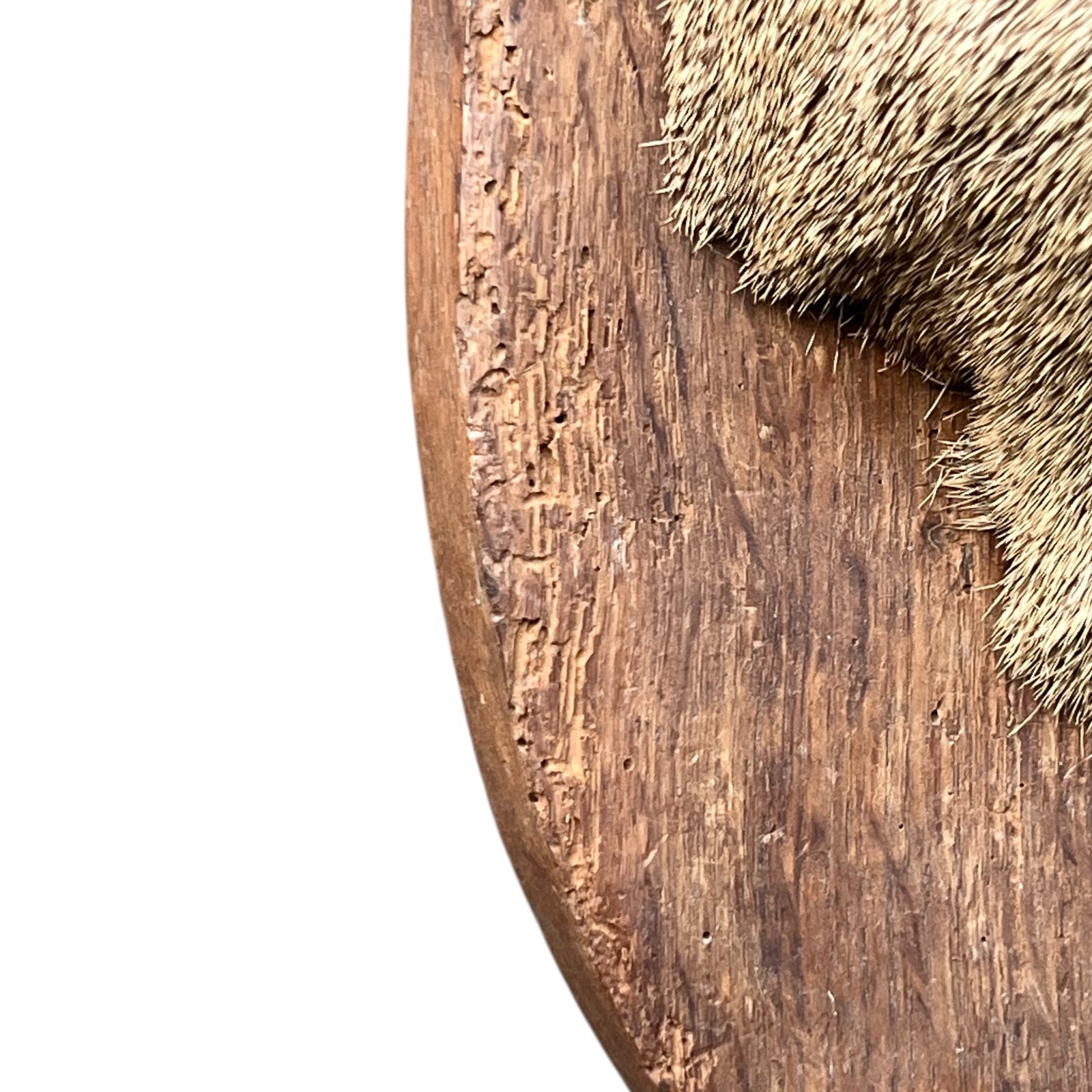 Close-up of a taxidermy deer head on a white background