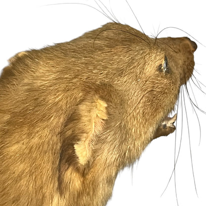Close-up of a taxidermy small animal with an open mouth on a white background