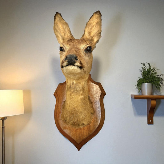 Taxidermy deer head mounted on a wooden plaque against a wall with a lamp and plant in the background.