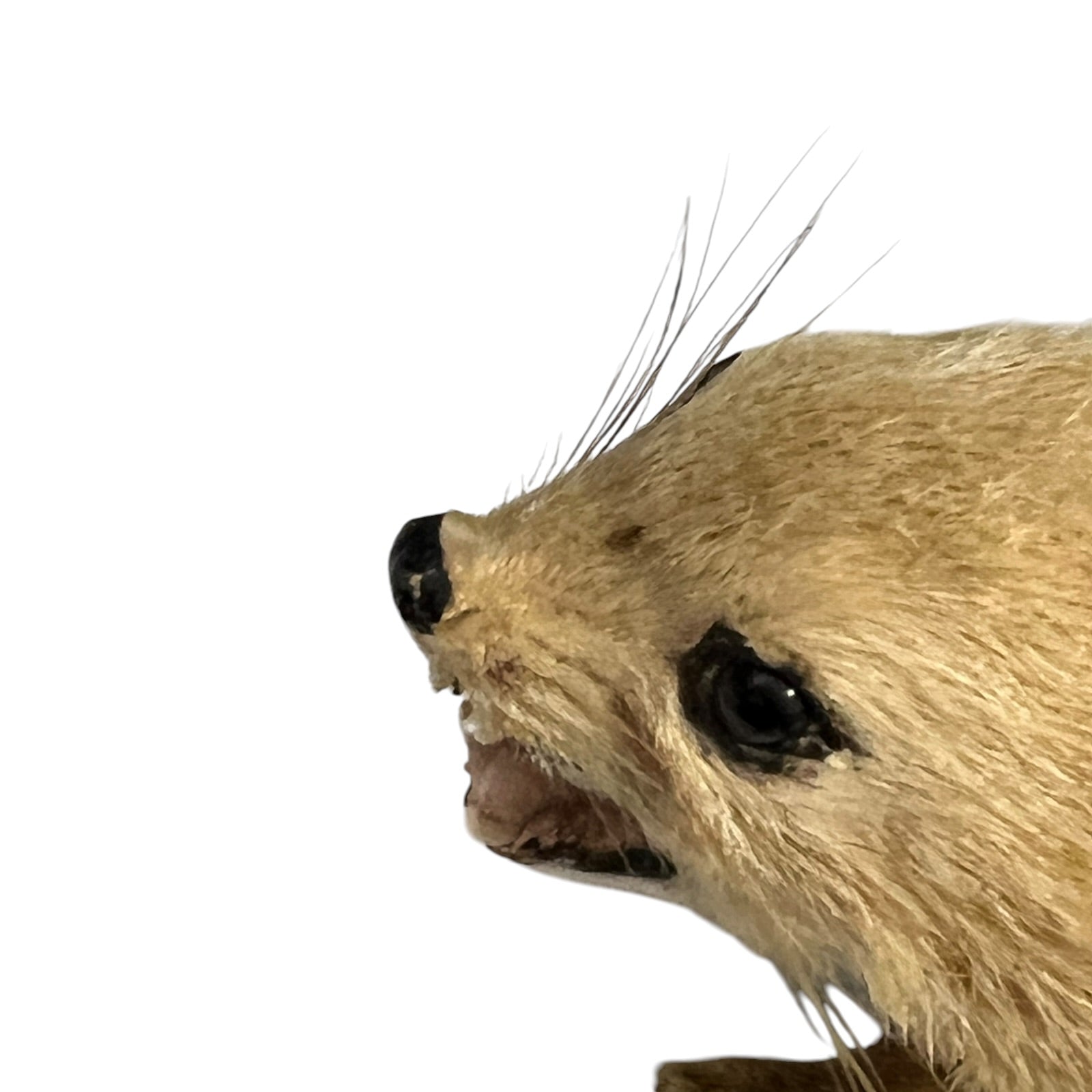 Close up of a taxidermy weasel on a white background