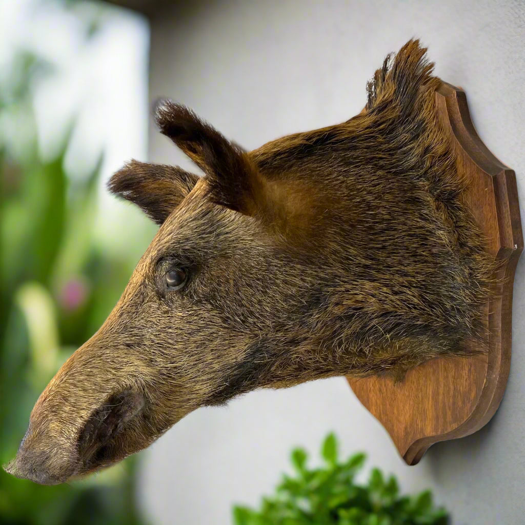 Taxidermy Wild Boar, French Vintage Adult Boar Head Mount for sale by All Things French Store