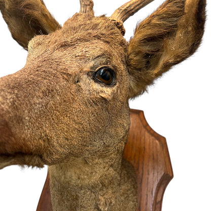 Close-up of a deer head mount with wooden antlers on a white background