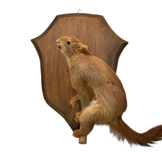 A French vintage taxidermy red squirrel mounted on a wooden plaque, perfect for any taxidermy collector, displayed against a clean white background.