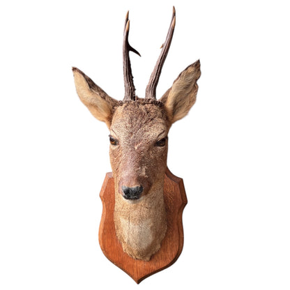 Taxidermy deer head mounted on a wooden plaque against a white background