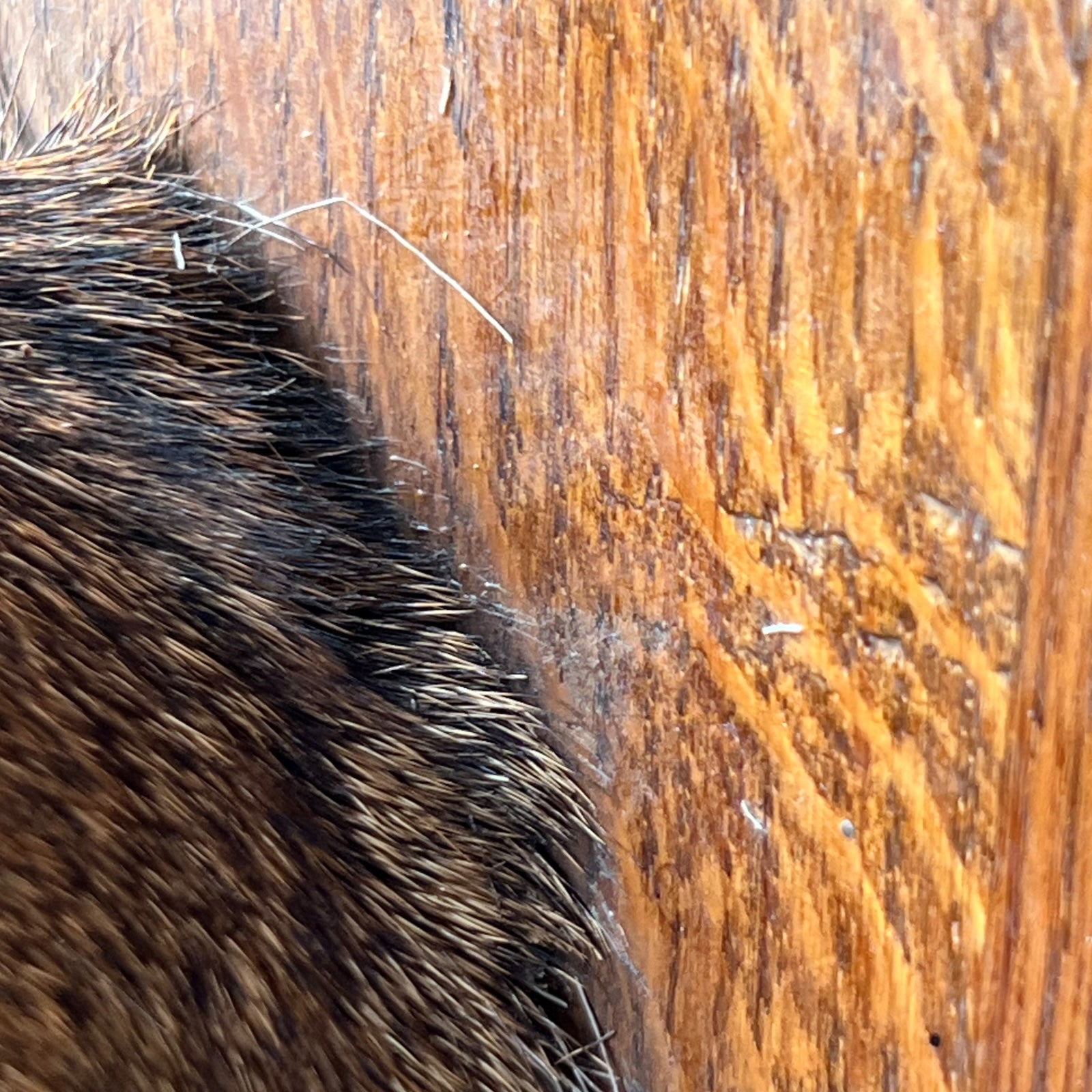Close-up of deer mount against a wooden surface