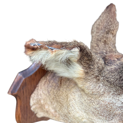 Close up of deer taxidermy head